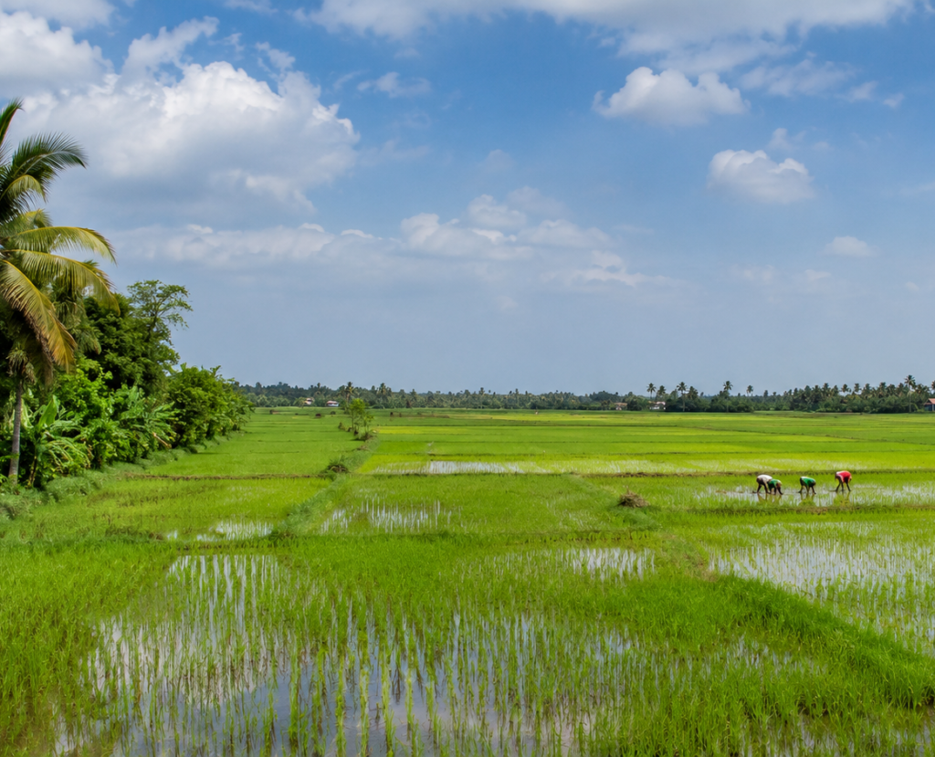 Paddy Field
