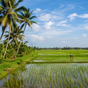 Alappuzha Paddy
